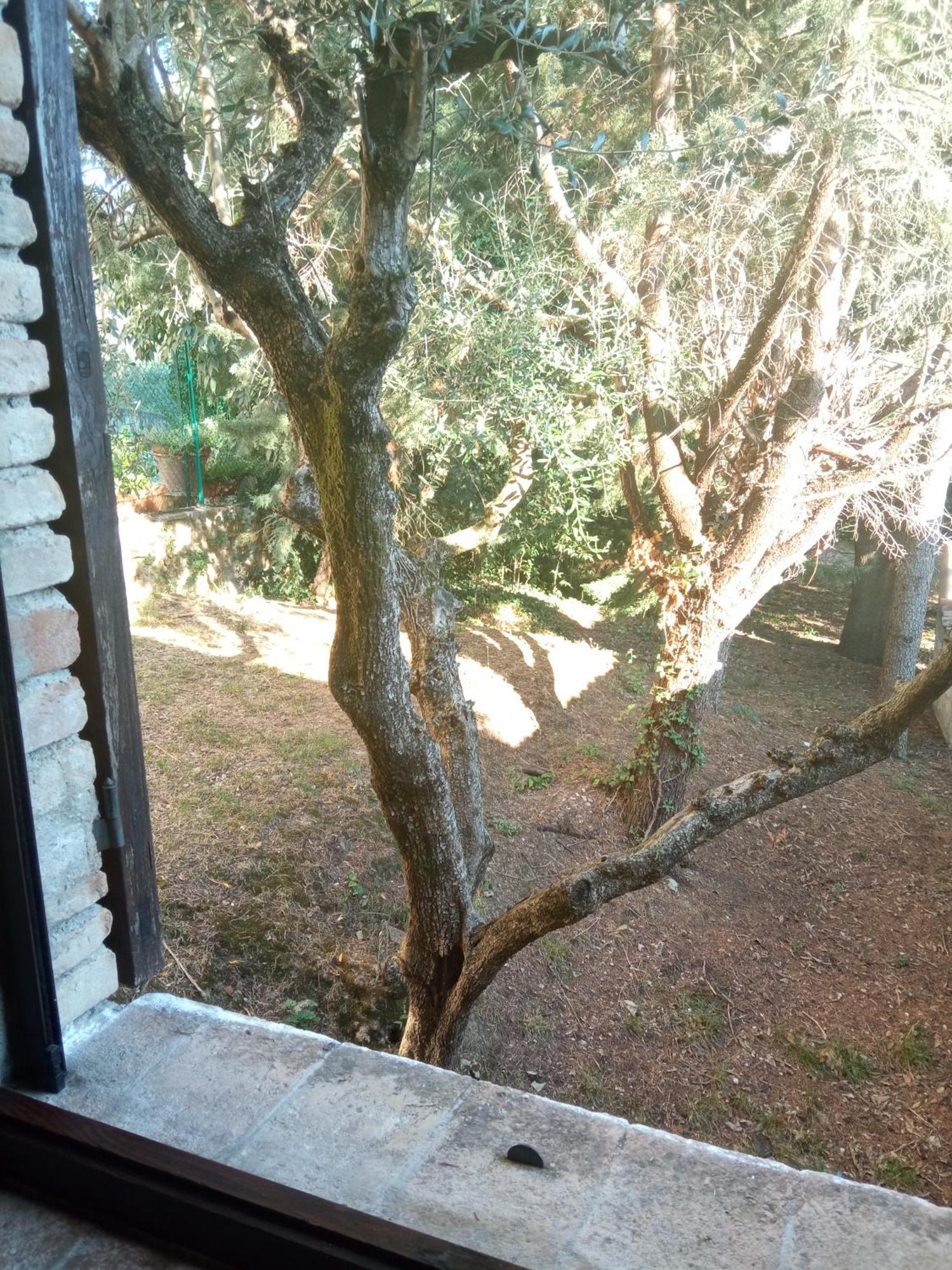 All'Ombra Di San Damiano Assisi Exterior foto